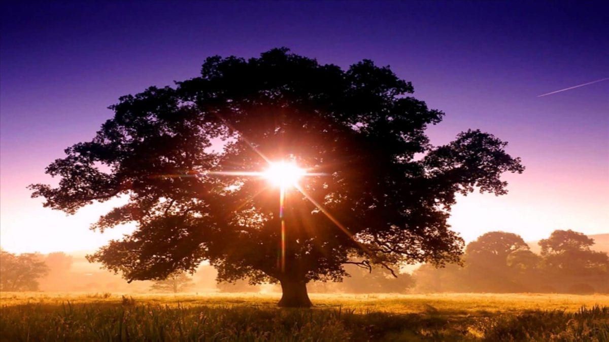 Image of a tree with sun coming through the center
