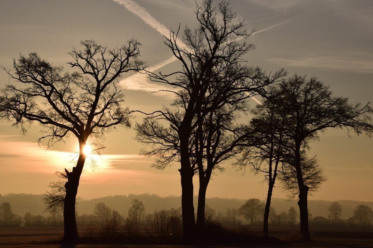 Image of trees during sunset
