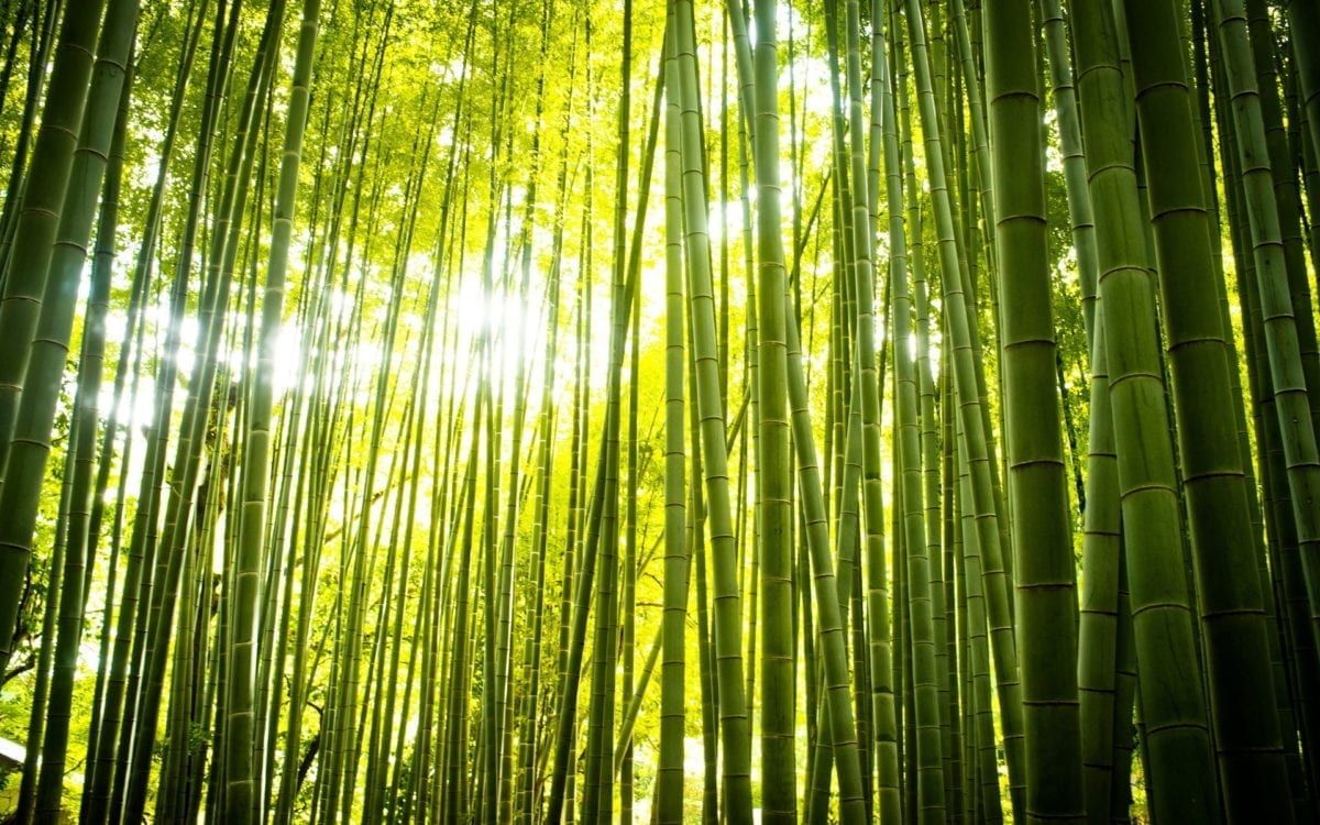 Image of a bamboo forest