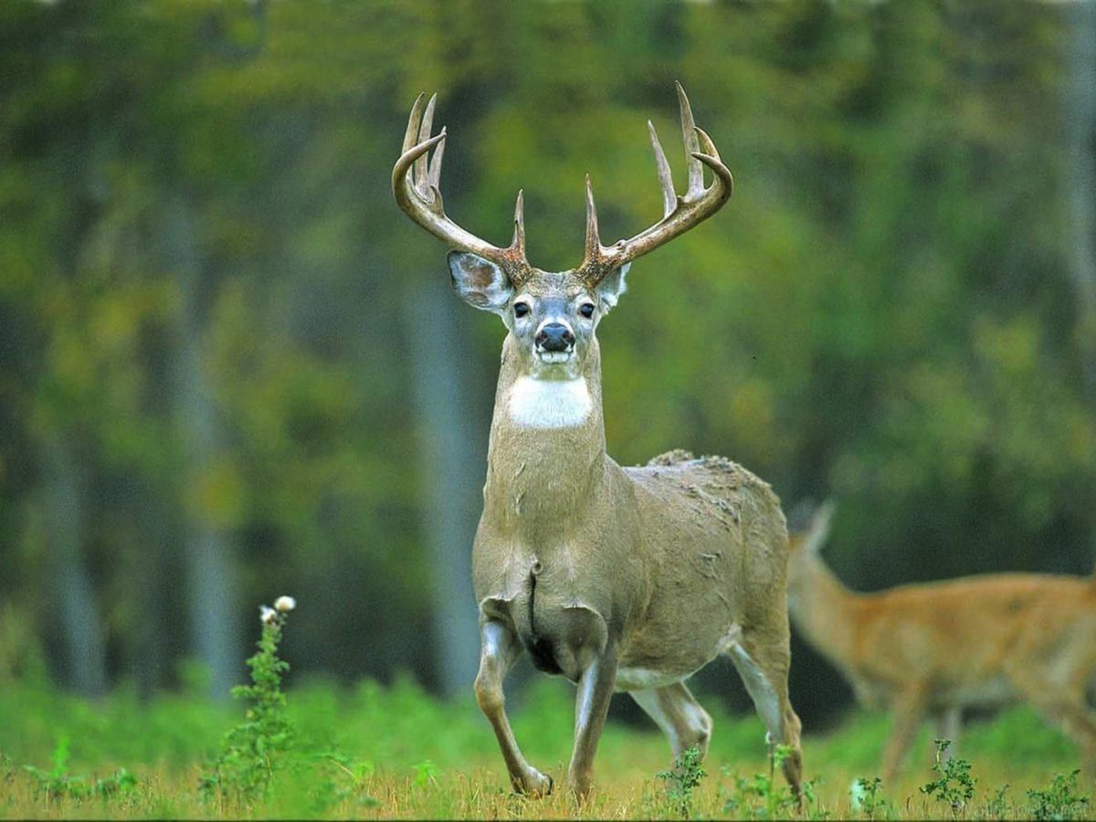 Image of a deer in a field