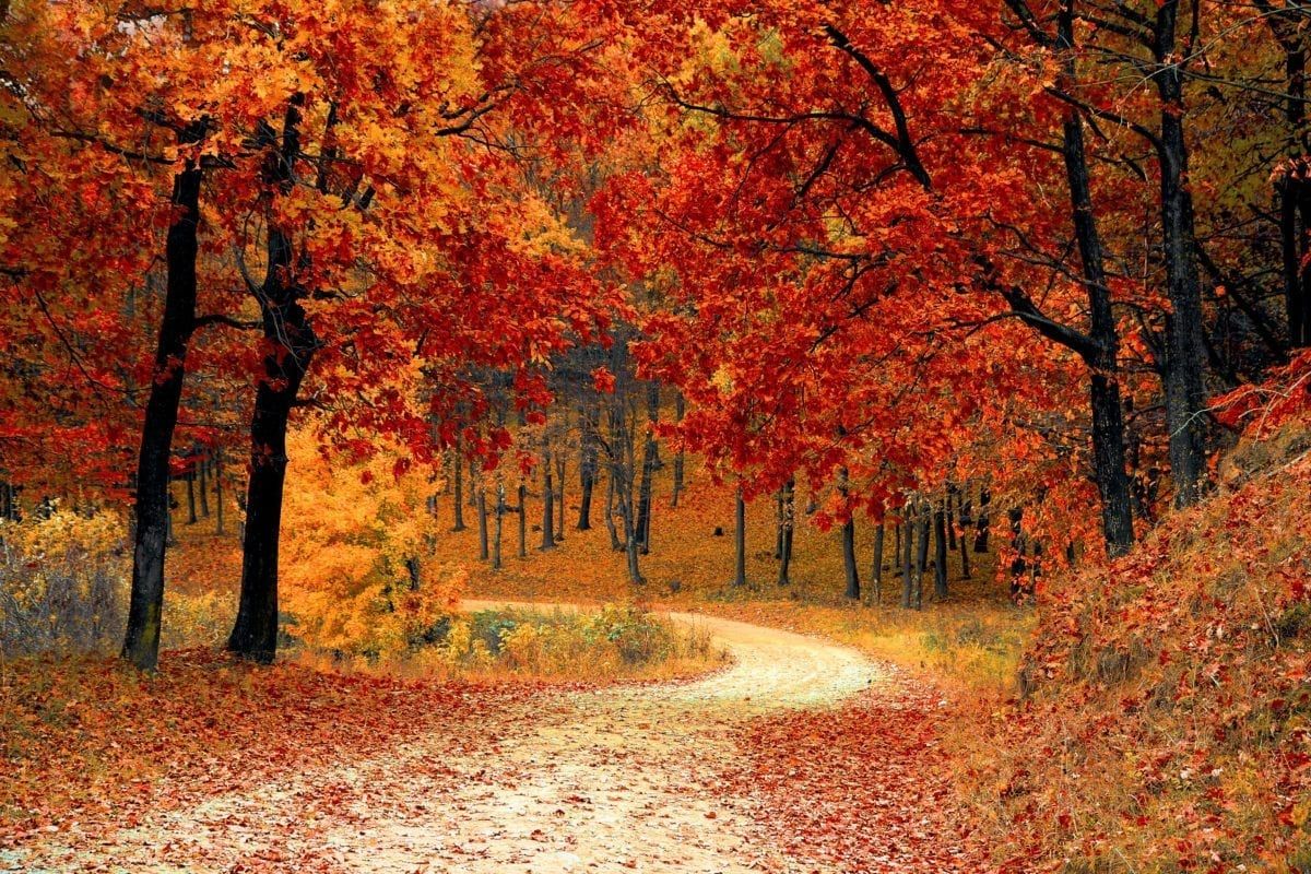 Image of orange trees along a path